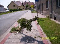 Co může způsobit vosa? - MoravskýBberoun