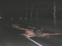 Po srážce dvou vozidel jeden mrtvý řidič - Býšť