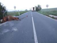 Kamion srazil splašeného koně - Heřmanice, Hořenice