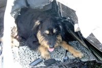 Zraněný řidič a vystrašený pes - Staré Město, Kunovice