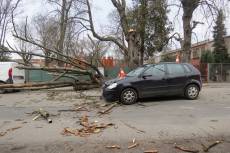 Přímo na kapotu projíždějícího auta shodil silný vítr vzrostlý strom - Hořice