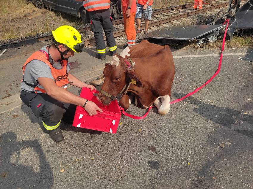 Řidič dodávky vjel pod vlak, zranil se on i převážená kráva - Dobřany